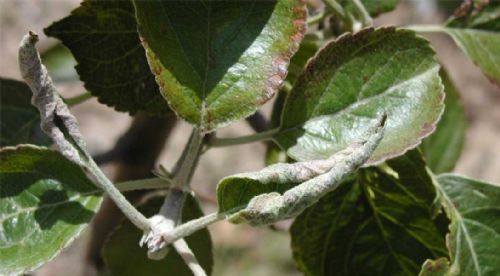Powdery Mildew on Apple
