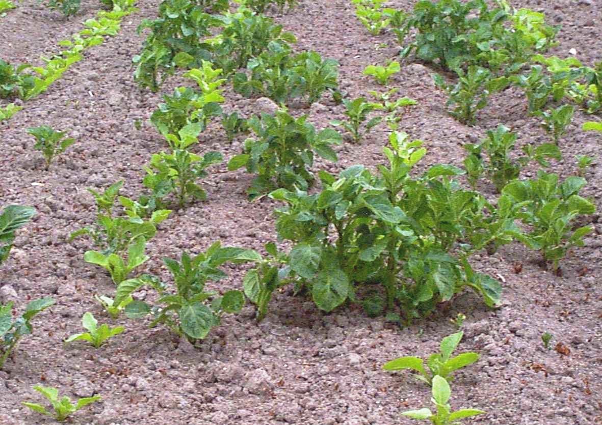 Volunteer potatoes in sugar beet