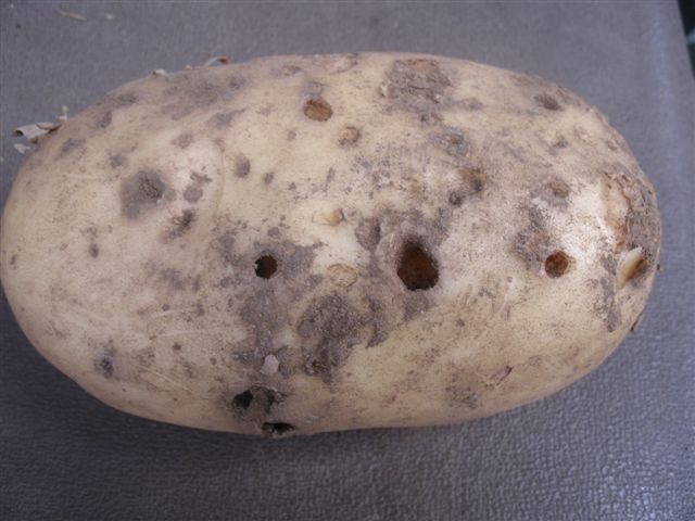 Slug damage in potatoes