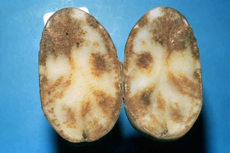 Tuber blight symptoms