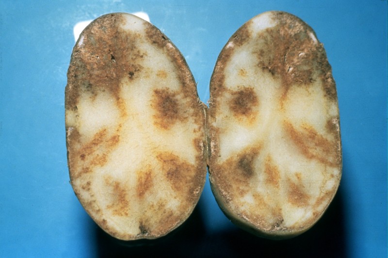 Tuber blight symptoms