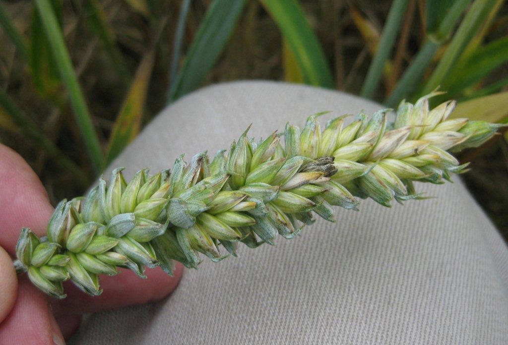 Ear diseases in wheat