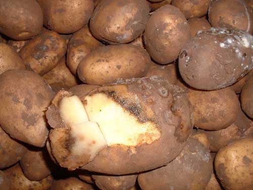 Tuber blight