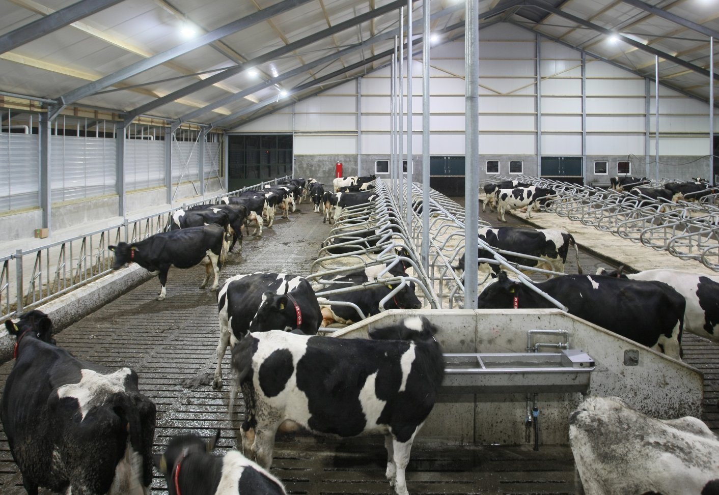 A dairy barn with LED lighting