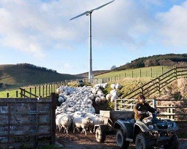 •	Debbie with sheep under their Gaia-Wind 133 11kW turbine