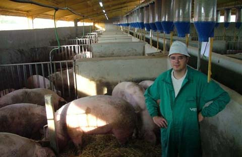 Docile sows on units already converted to group housing in mainland Europe, such as this one in Spain, have been achieving high numbers of pigs reared.