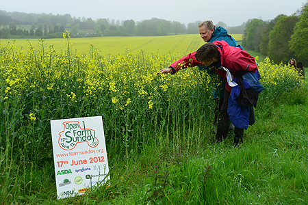 Oilssed rape was especially attractive to bees and pollinating insects.