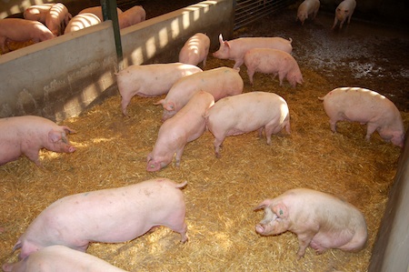 UK pig farmers have had to comply with a total ban on sow stalls for over a decade.