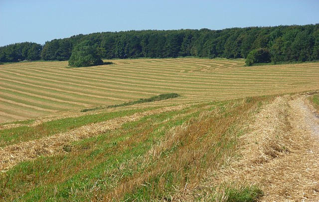 Pertwood Down Land farmed by Pertwood Farm, one of the biggest organic farms in the country.