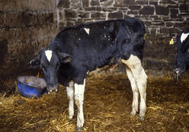 Farmers �underestimating� cost of calf pneumonia