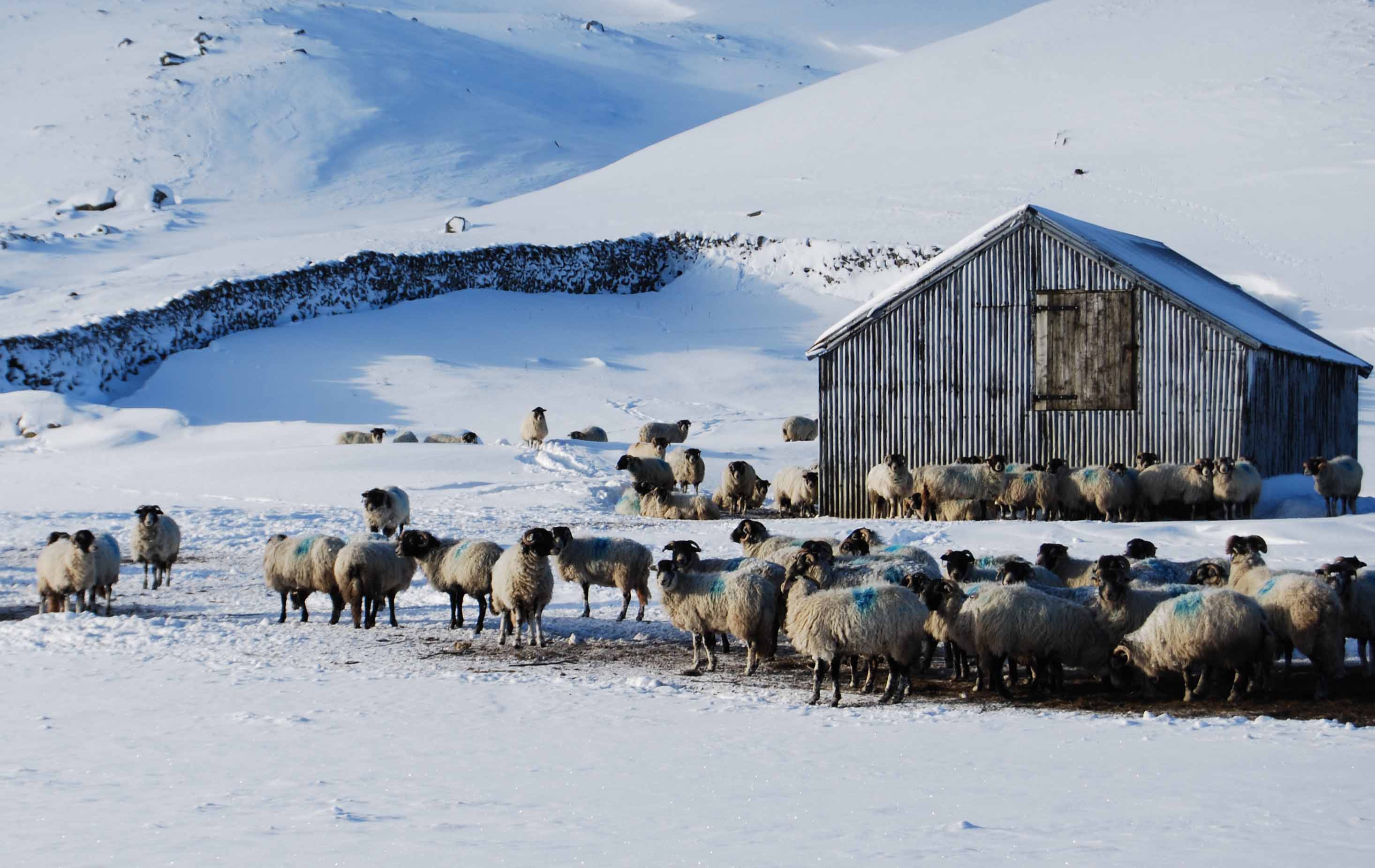 Sheep in snow, North Pennines