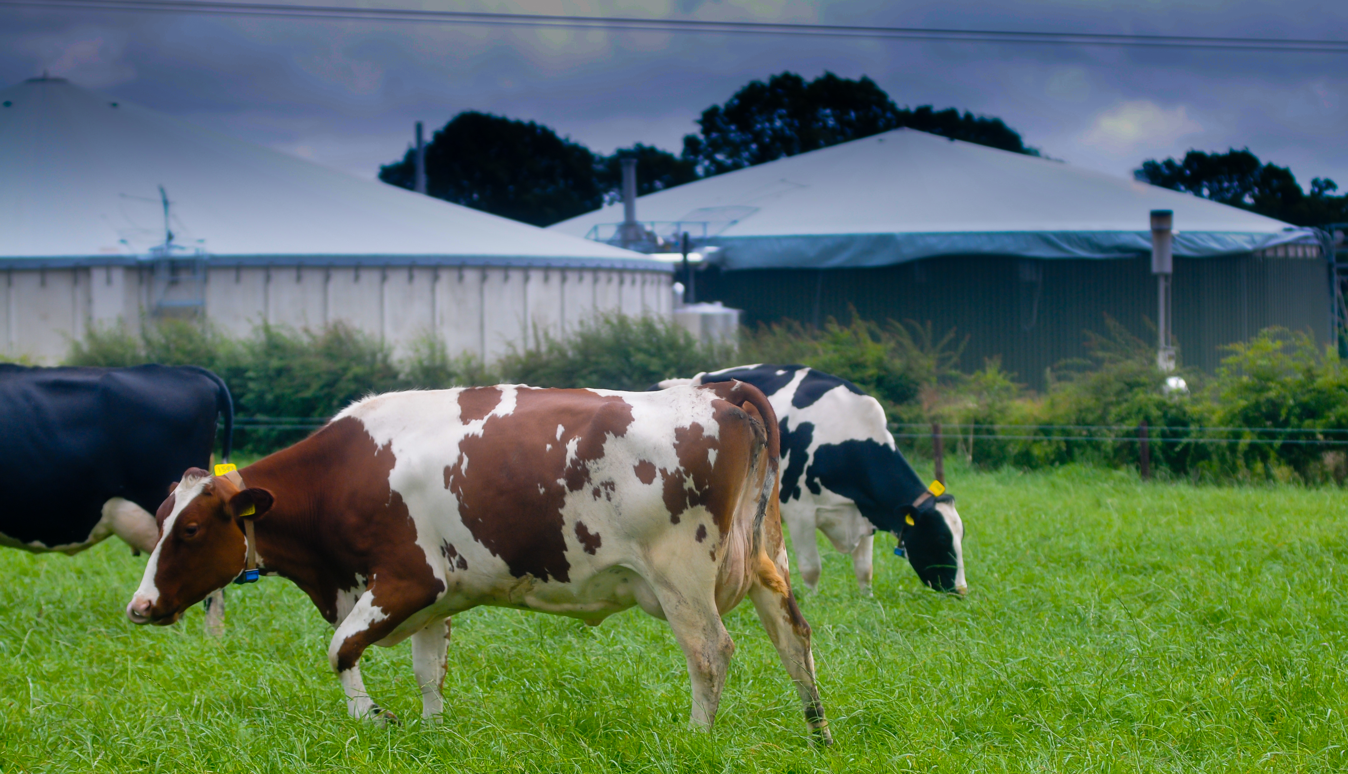 The EnviTec Biogas Plant at Stowell Dairy