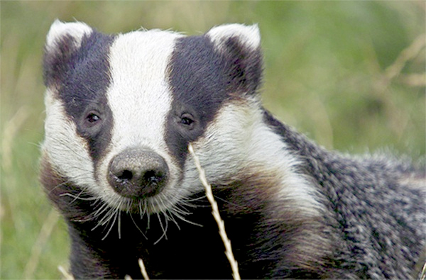 Recent research conducted by Durham University claimed a widespread badger cull will have no impact in solving the problem of tuberculosis in cattle.