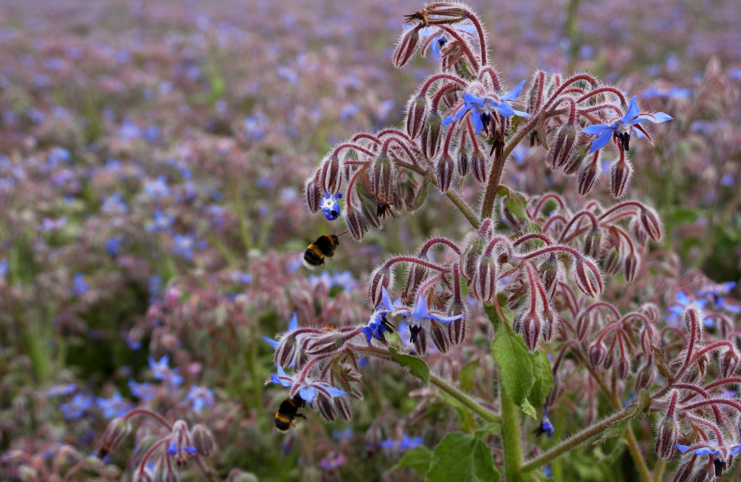 Borage Plant with Bees