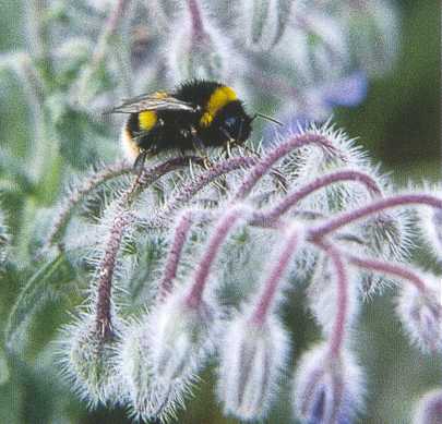 Bee on Borage