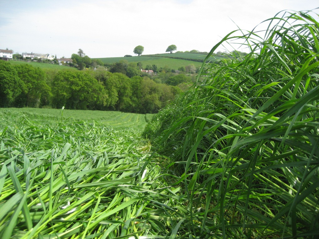 Grow forage crops to earn an income this summer
