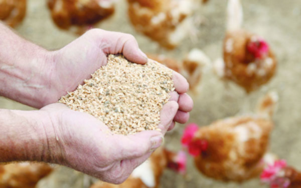Richard Weightman from ADAS explains why investigating alternative sources of protein for use in livestock feed is crucial for reducing agriculture's environmental footprint and improving profitability for primary producers.