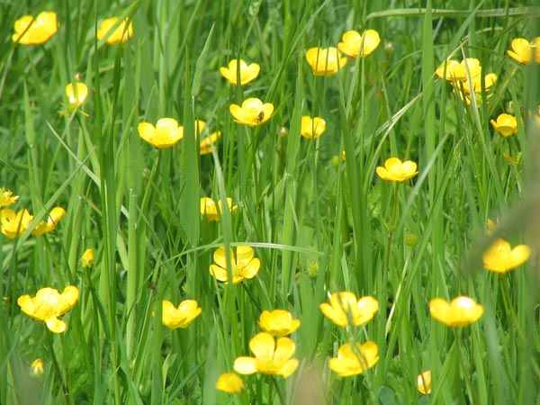 Field of flowering dandelions