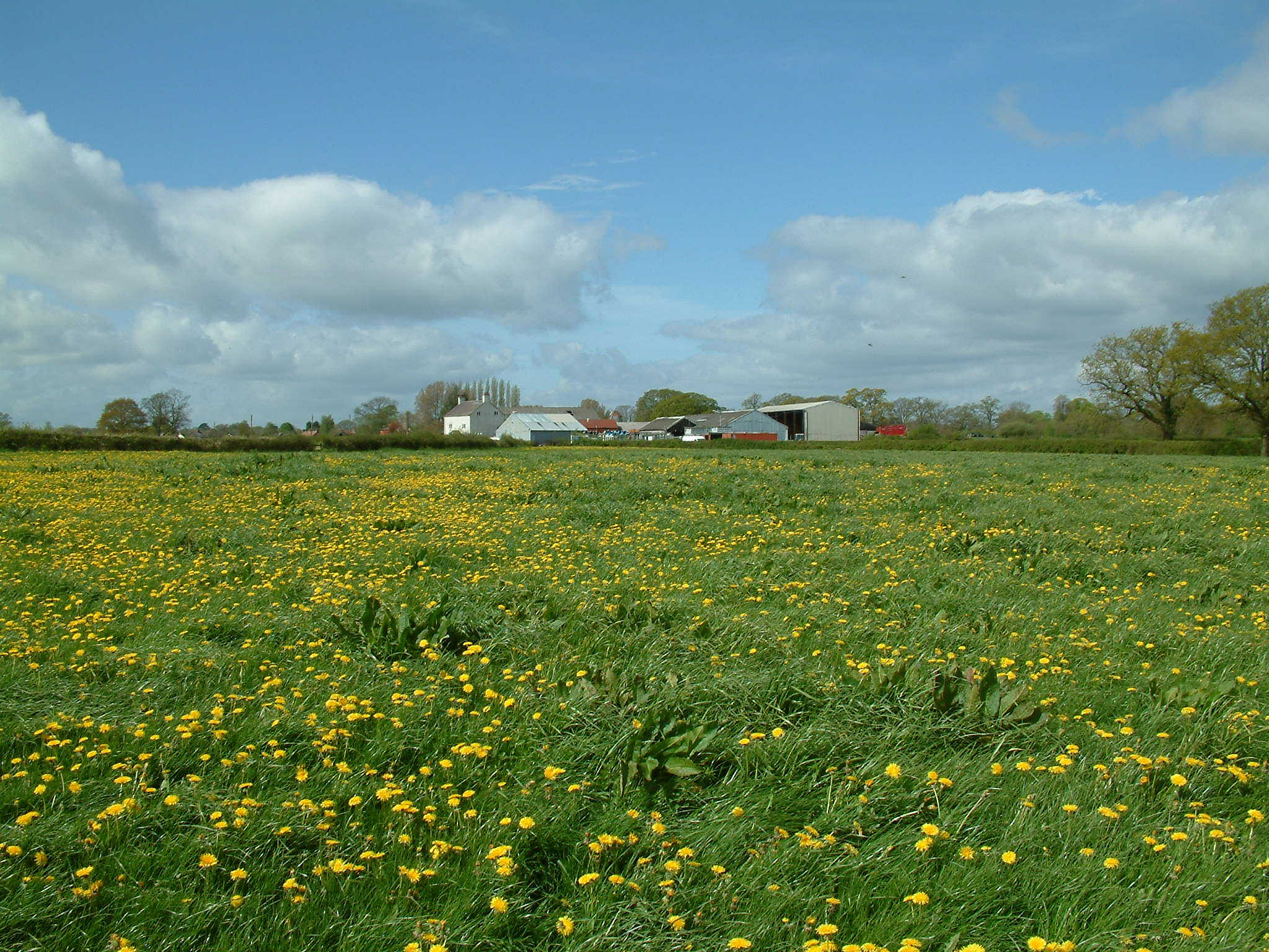 Buttercups will be a problem this spring