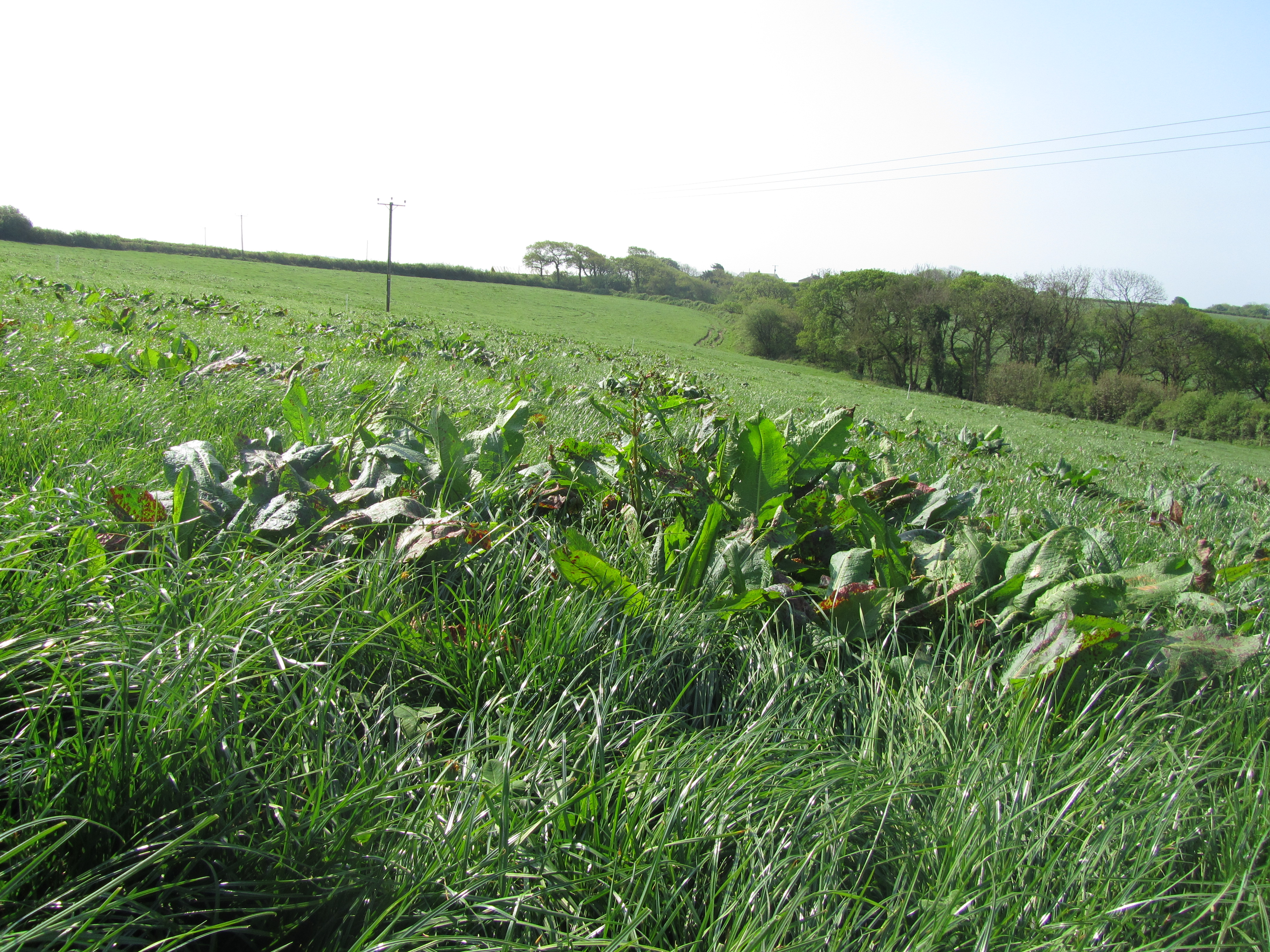 Kill docks in grass to maximise silage yields this spring