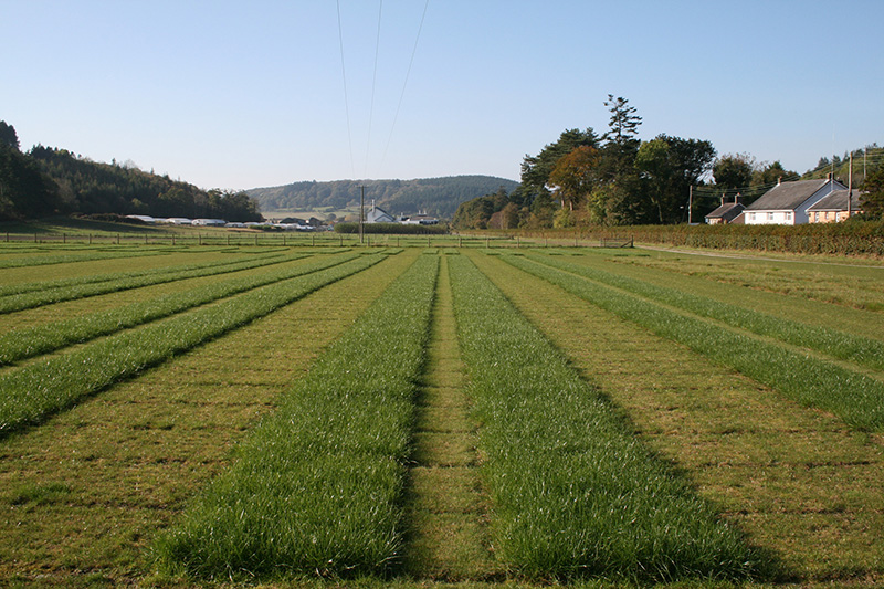 Sainsbury's cashback incentive promotes lower carbon milk, beef and