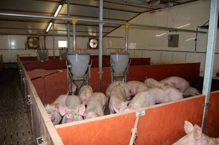 Efficient ventilation systems are vital in keeping pigs cool.