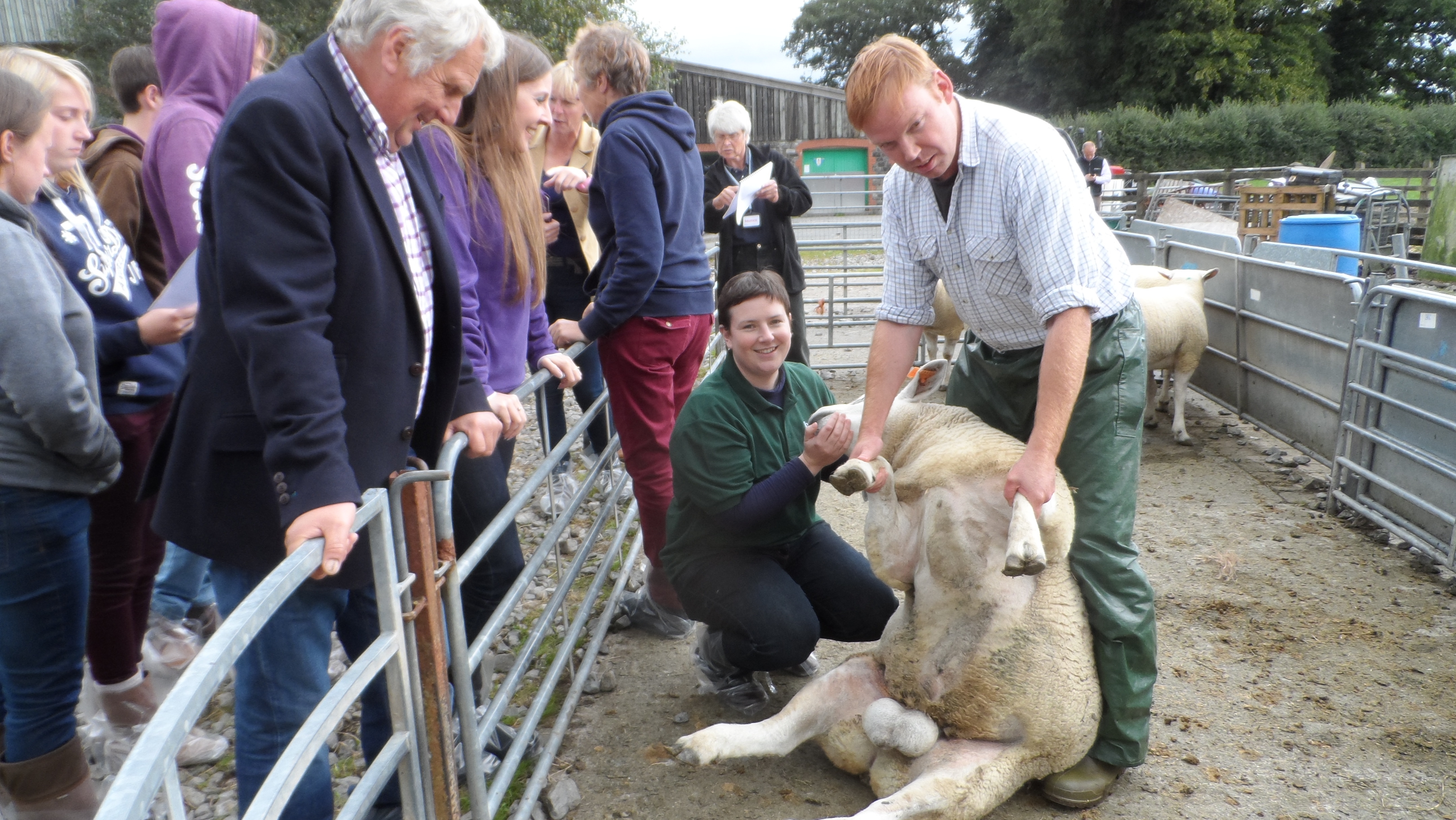 RAM MOT: Dr Nakielny examines a Texel ram with the help of British Veterinary Association vet Neil Paton.