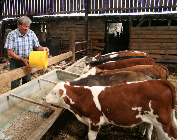 Putting the Brown Swiss and Montbéliarde cows to a Hereford bull is producing some appealing beef calves.