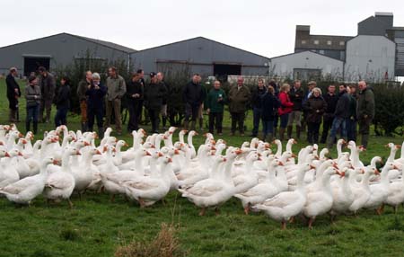 Geese parading in front of visiting goose producers at Leven