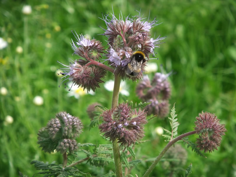 Thirty free range farms across the country have volunteered to be part of a Noble Foods pilot scheme, planting two acres of wildflowers on the range.