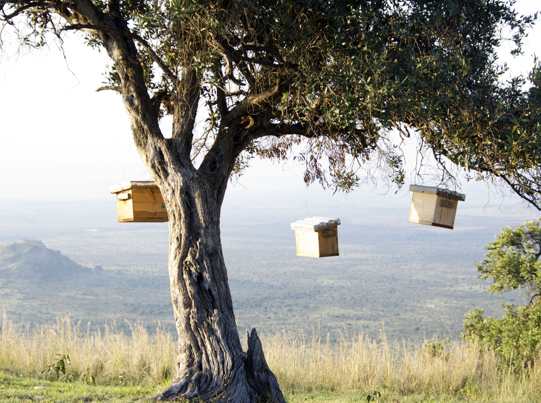 The hives are on the Lolldaiga Ranch. The photo shows catcher boxes waiting for the migrating bees during the flowering season.