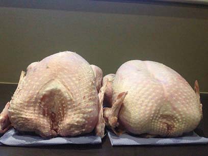4.7kg industrial hen [left] v Kelly Super Mini female