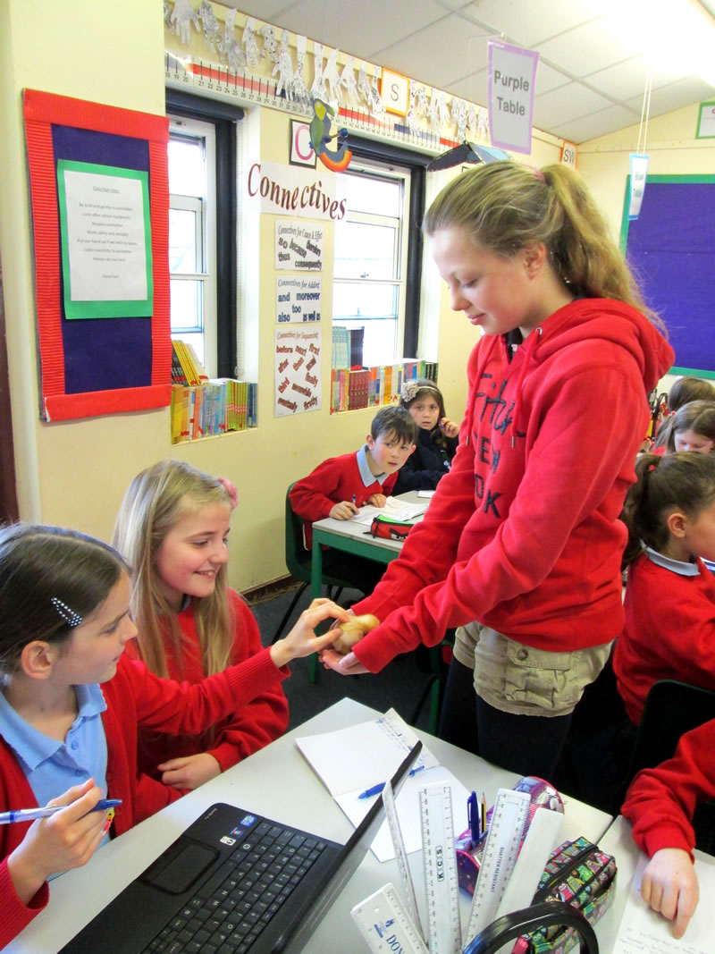 Pupils were encouraged to hold the chicks and ask questions about where free range eggs came from.