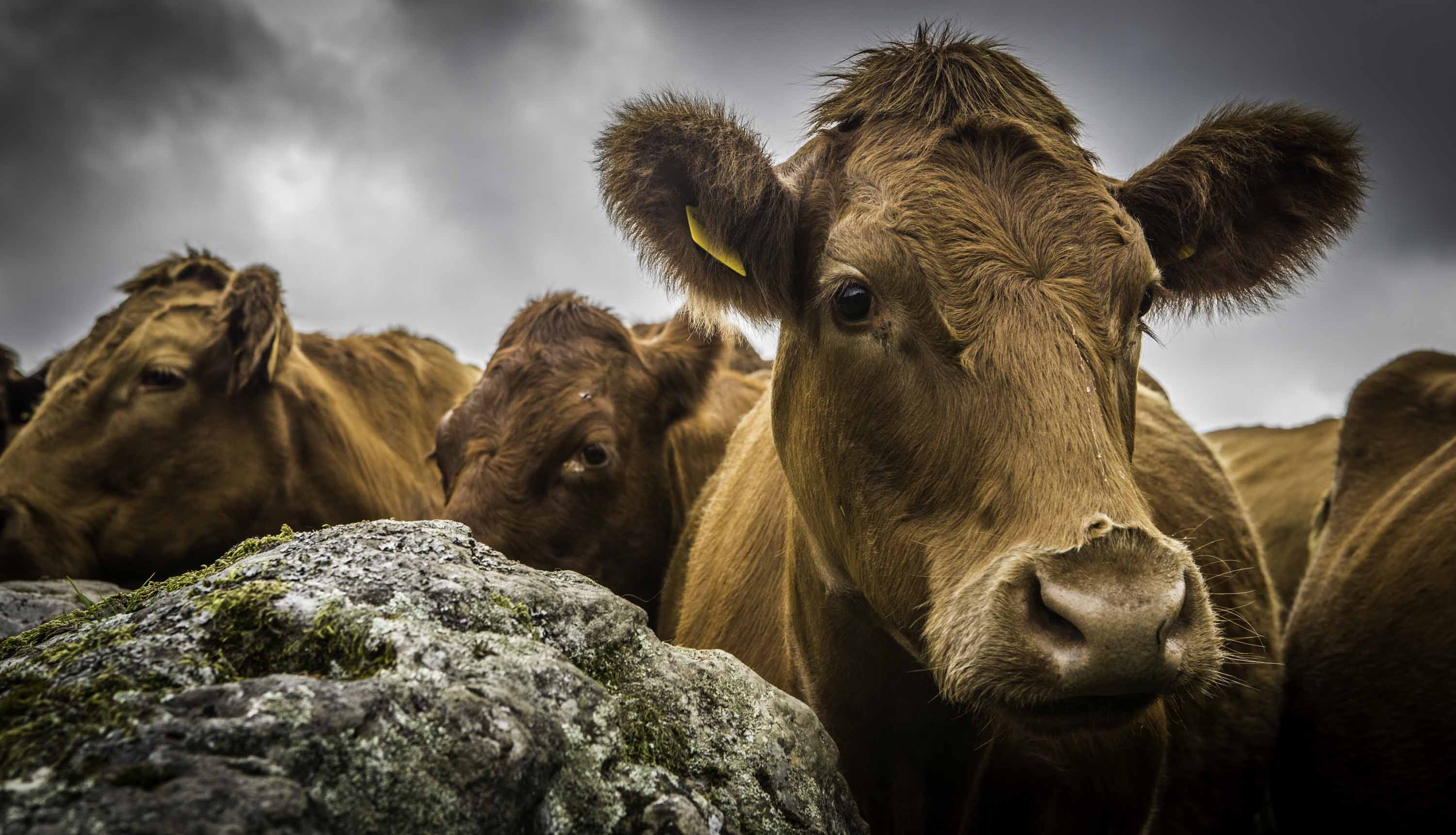 Winster Luing herd at High House Farm