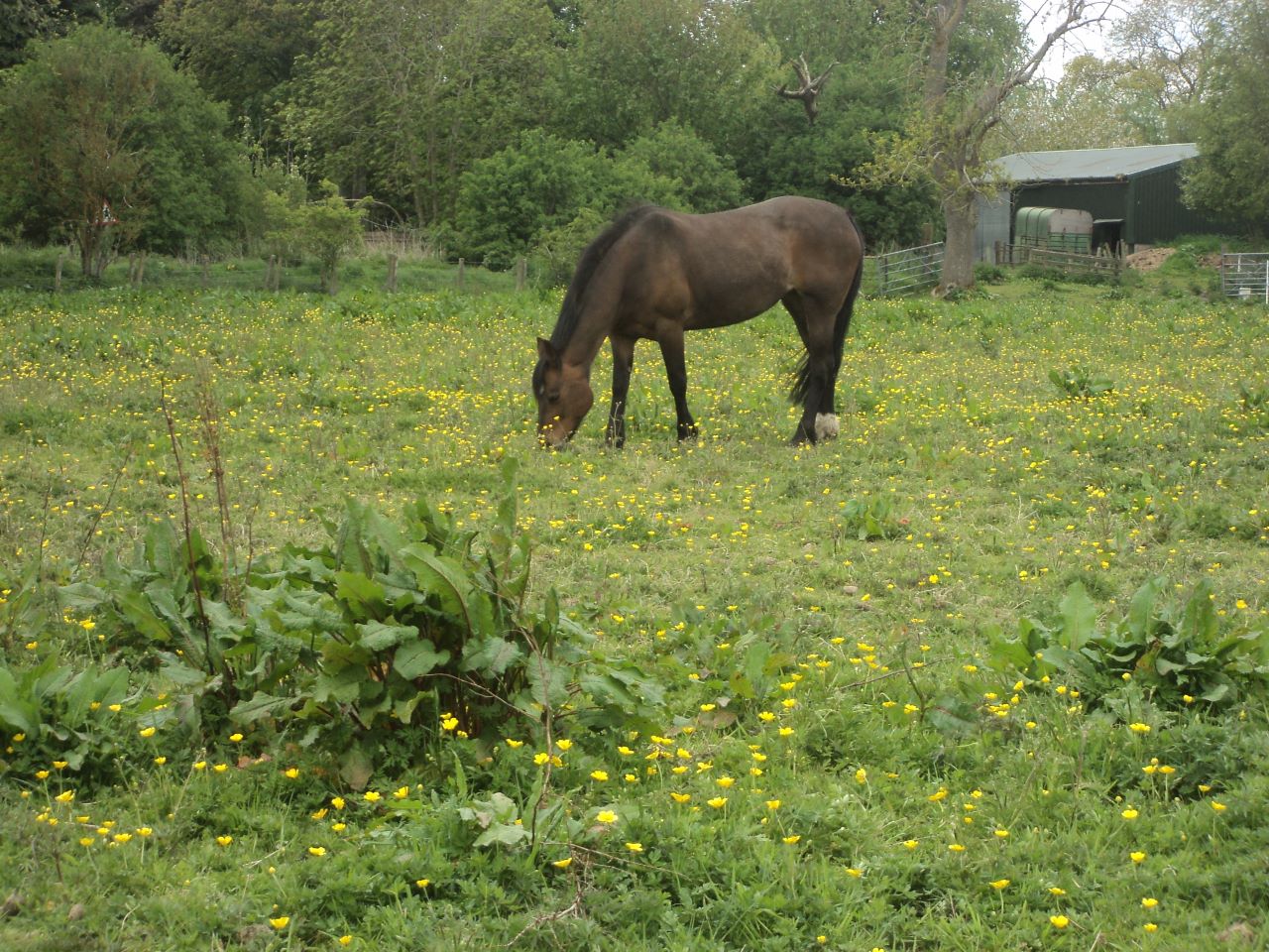 Get rid of weeds in horse paddocks for good.
