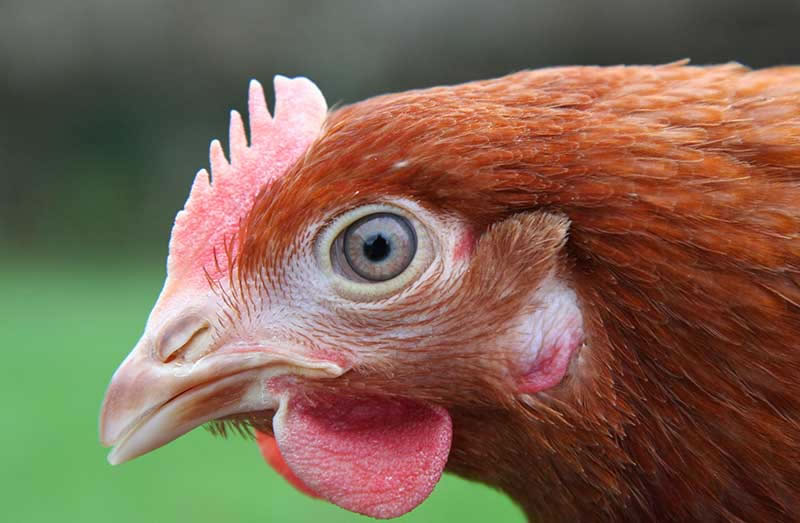 A trimmed hens beak. The very tip of the top beak is clipped to prevent the hen from feather pecking other hens. Failing to trim the birds beaks can in some flocks lead to horrendous injuries to other birds.