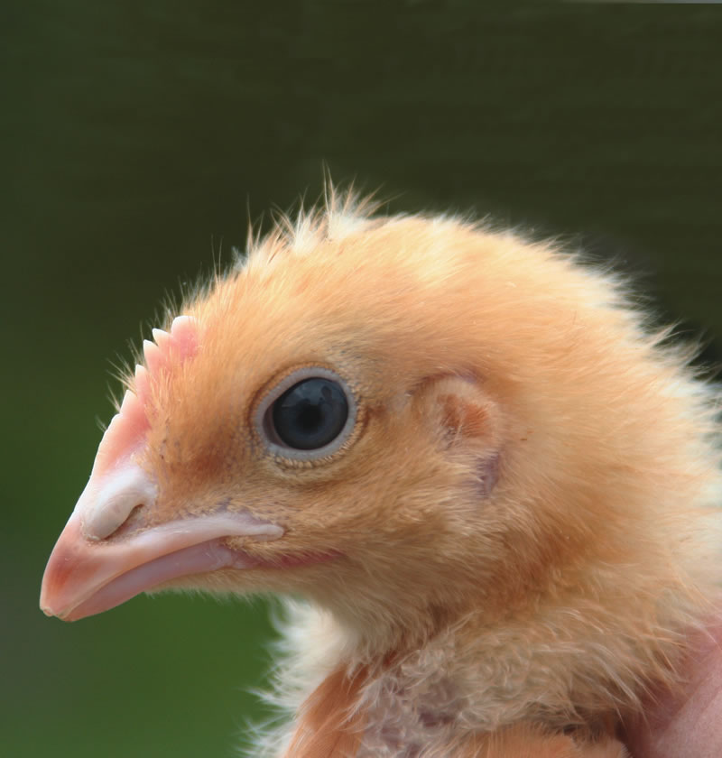 A hens beak is trimmed as a chick. This image shows the amount of the tip of the top beak which is trimmed.