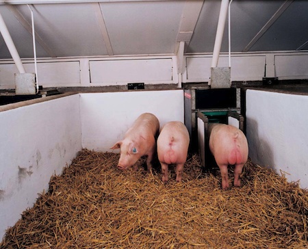 Boars on test on one of ACMC’s nucleus units in Yorkshire.