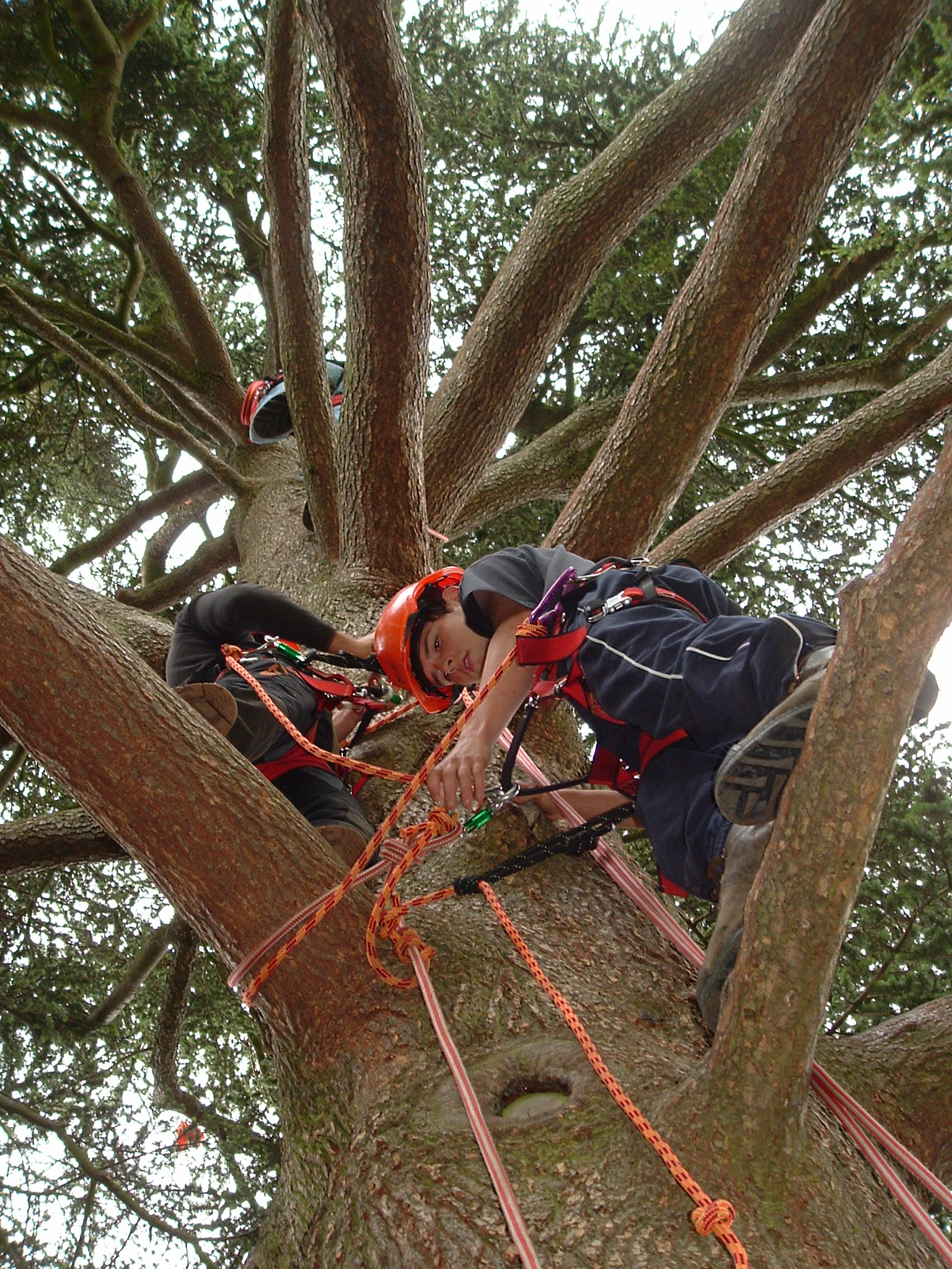 Tree climbing and arboriculture rescue demonstrations is a new feature at the Kenilworth Show 