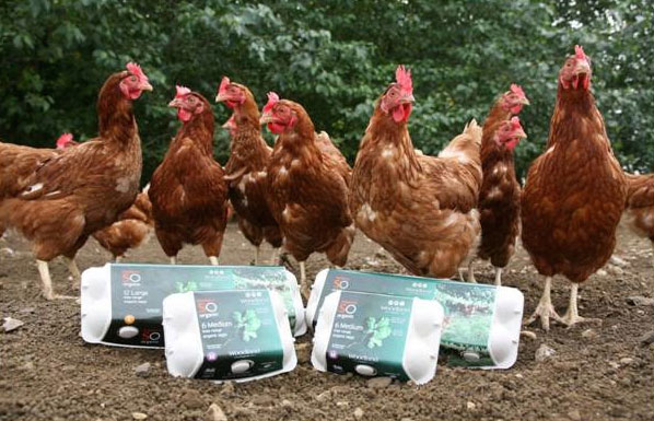 In 2004 Sainsbury’s started selling Woodland free-range eggs, which include a one pence per dozen donation to the Woodland Trust.