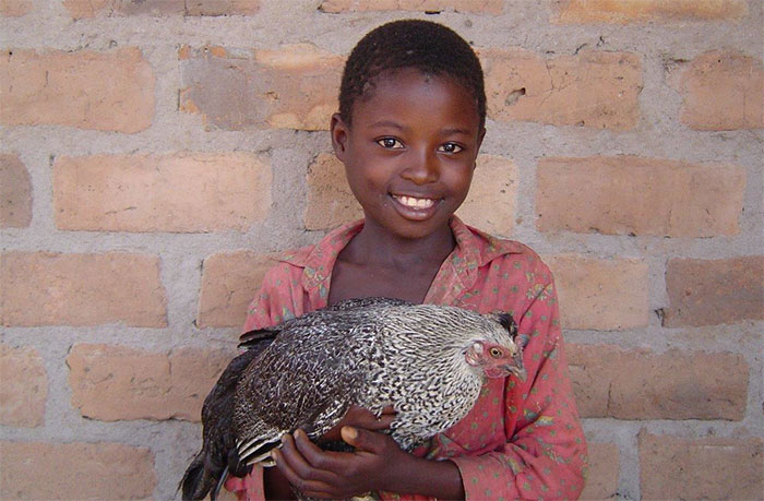Blackacre have been producing eggs for over 30 years and Send a Cow support small-holder farmers in Africa – through training, livestock, seeds and on-going support. 