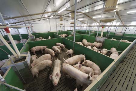 New technology is enabling ARM to monitor thousands of pig places to determine costs and effects of ventilation on pig performance