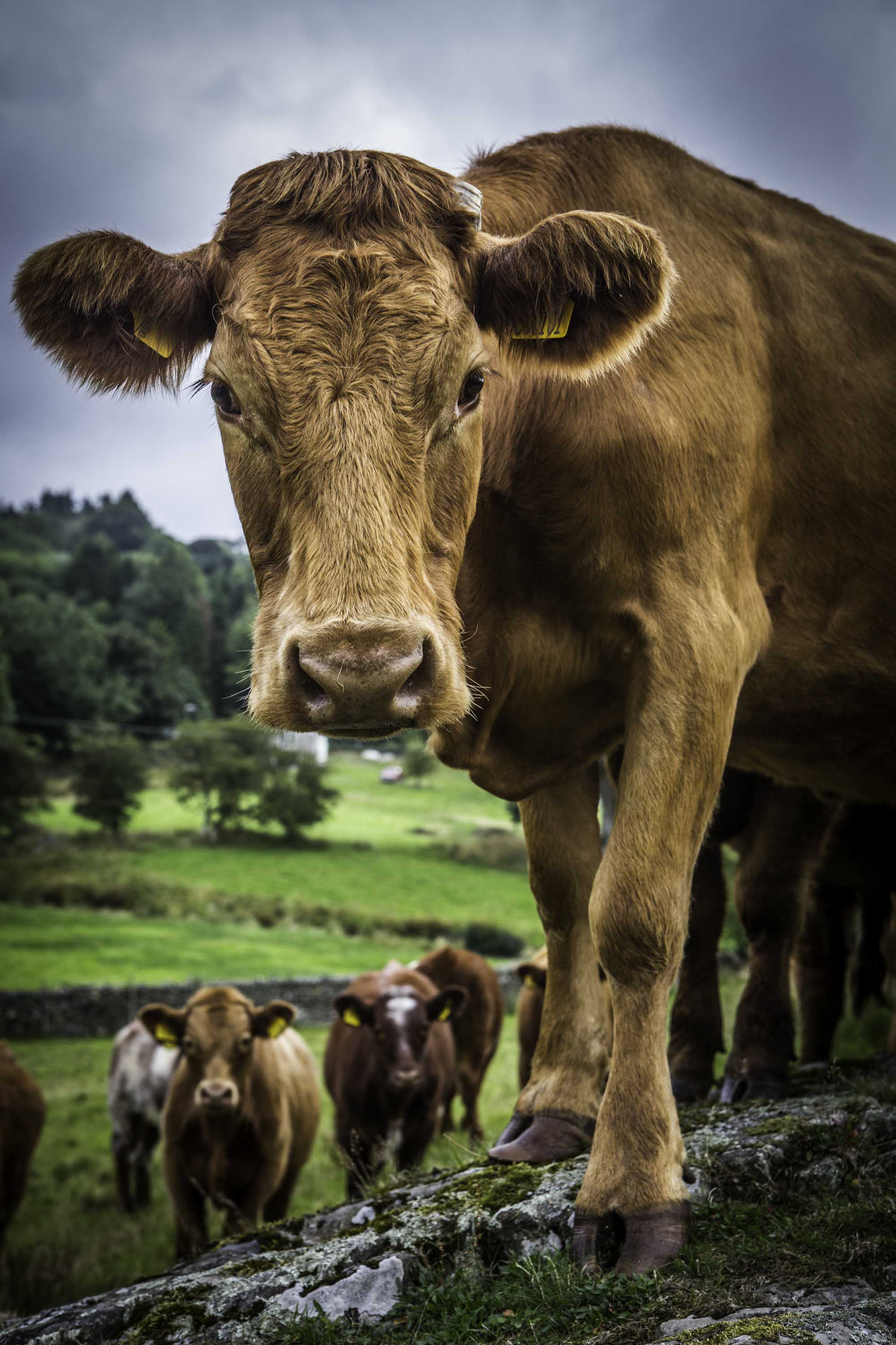 Luing cattle at High House Farm, Winster, Cumbria