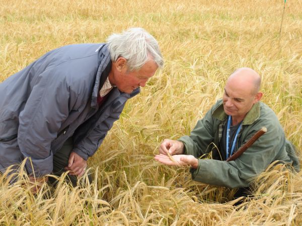 Tim Walpole from grain merchants, H Banhams (right) with seed specialists George Maule in the Maris Otter 'mother' field