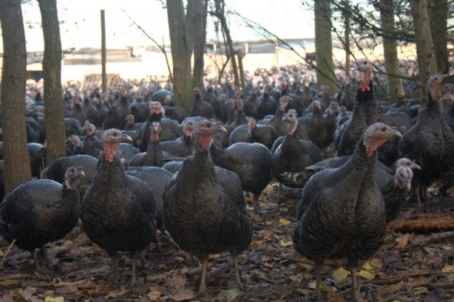 Kelly Bronze turkeys