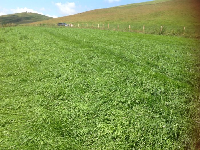 Newtyle headland treated