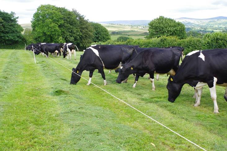 Cows eat more, have full belllies when the grass is cut for them