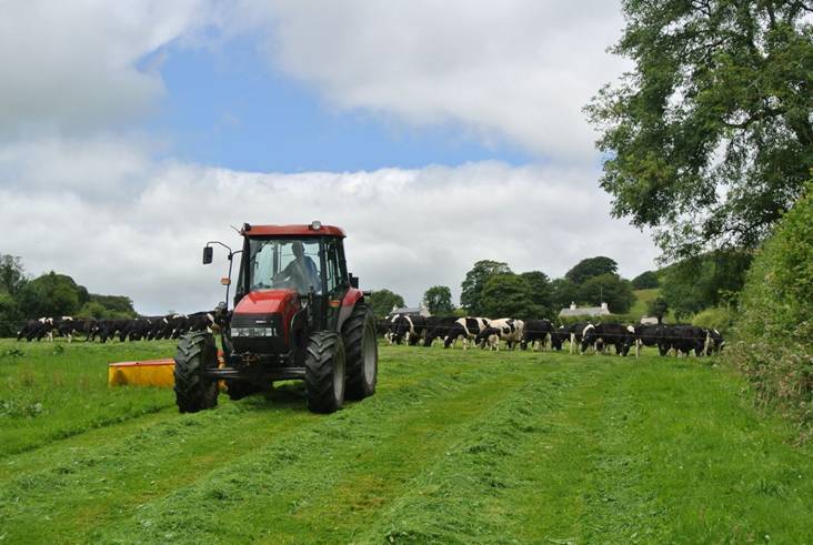 The grazing grass is mown each day