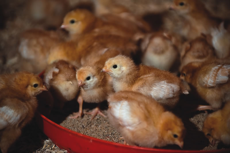 Organic diets for poultry may need to be formulated without any non-organic materials in future