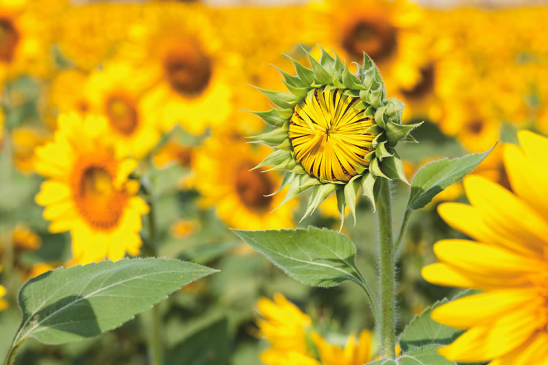 Sunflower meal also provides around 25 percent of dietary protein, along with energy and is a very useful source of fibre